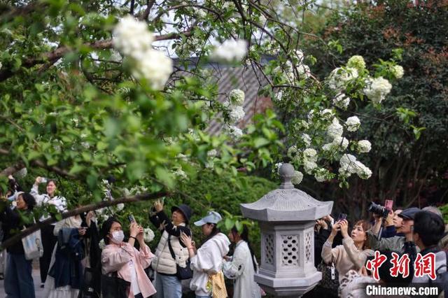 图为市民和游客在崇正书院内拍摄盛开的木绣球。中新社记者 泱波 摄