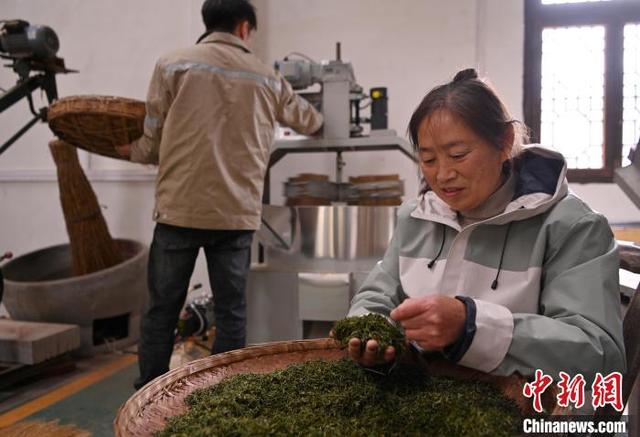 图为茶叶去杂。焦汉平 摄