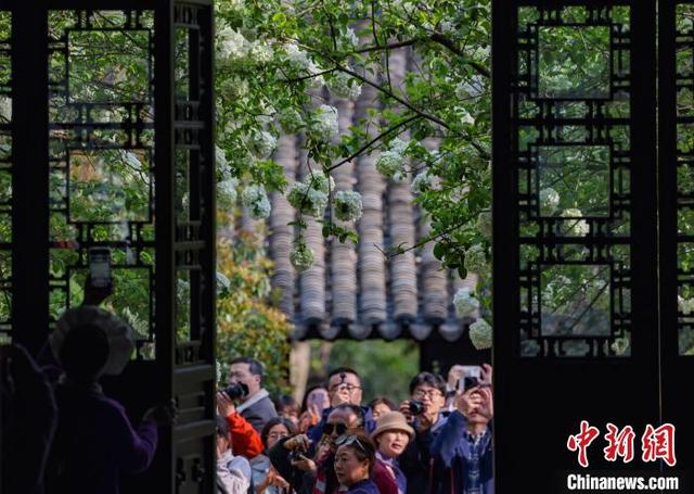 图为市民和游客在崇正书院内拍摄盛开的木绣球。中新社记者 泱波 摄