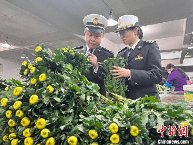 绍兴海关工作人员检查即将出口的鲜切菊花。绍兴海关 供图