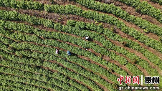 采茶工们穿梭在一垄垄翠绿的茶树间，忙着采摘明前茶鲜叶。彭开燚 摄