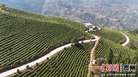 剑河县太拥镇翁王白茶园航拍。彭开燚 摄