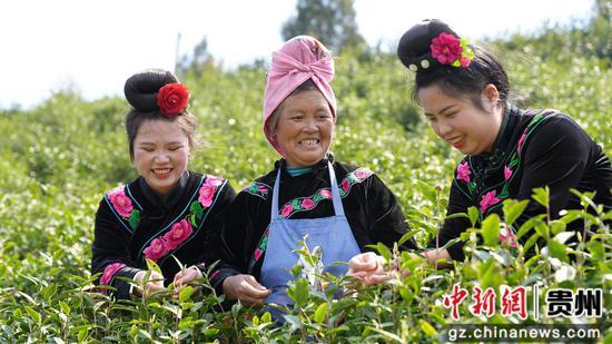 剑河县太拥镇翁王白茶园内，采茶工正在采收鲜茶。 彭开燚 摄