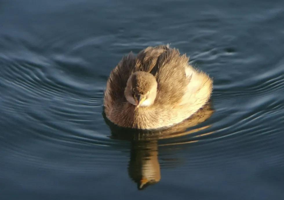 小鸊鷉  编者拍摄