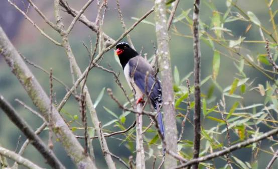 红嘴蓝鹊