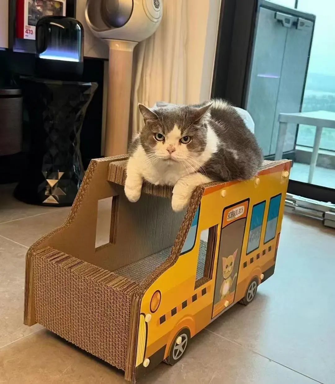 Alice搬到珠海后生活，带上了她的猫。图 /讲述者提供