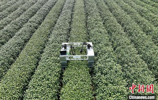 4月3日，航拍西湖龙井茶园内的采茶机器人。(无人机照片)中新社记者 王刚 摄
