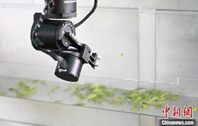 4月3日，机械臂模仿人手将西湖龙井鲜叶抛向收集盒。中新社记者 王刚 摄