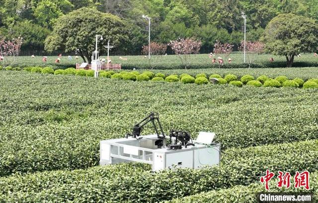 4月3日，采茶机器人和采茶工在茶园中同步采摘明前西湖龙井茶。(无人机照片)中新社记者 王刚 摄