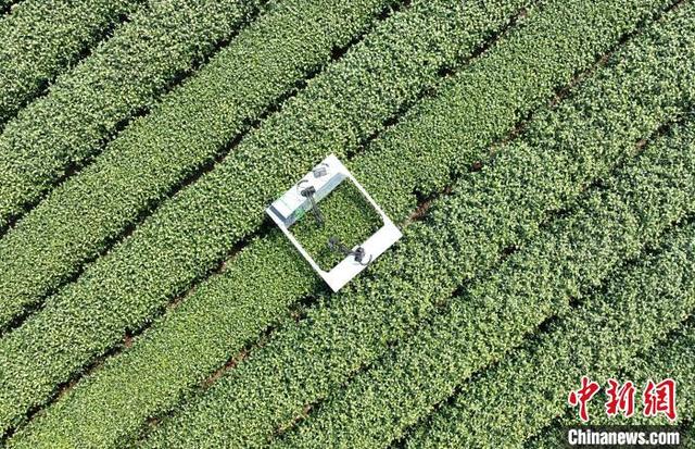4月3日，航拍西湖龙井茶园内的采茶机器人。(无人机照片)中新社记者 王刚 摄