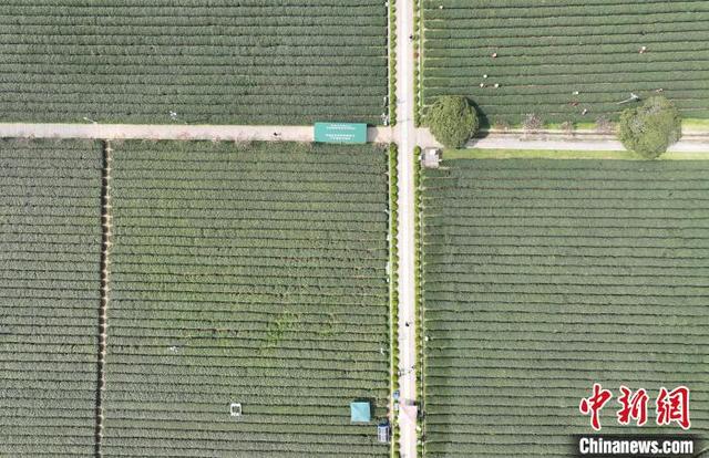 4月3日，采茶机器人(左下)和采茶工(右上)在龙井茶园内采摘鲜茶。(无人机照片)中新社记者 王刚 摄