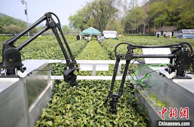4月3日，“AI采茶工”在西湖龙井茶园内上岗。中新社记者 王刚 摄