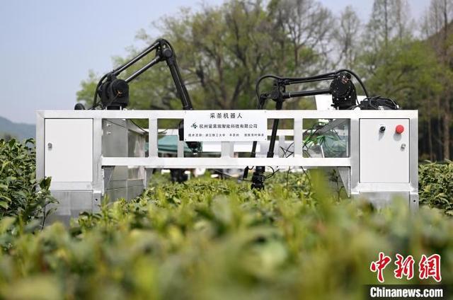 4月3日，“AI采茶工”在西湖龙井茶园内上岗。中新社记者 王刚 摄