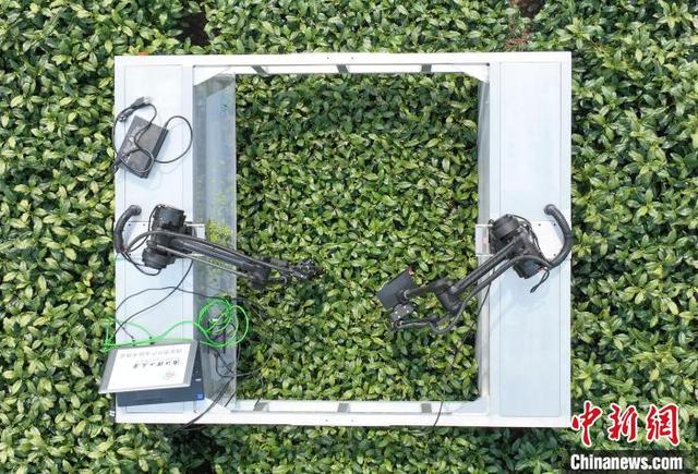 4月3日，采茶机器人在西湖龙井茶园内进行采摘作业。(无人机照片)中新社记者 王刚 摄