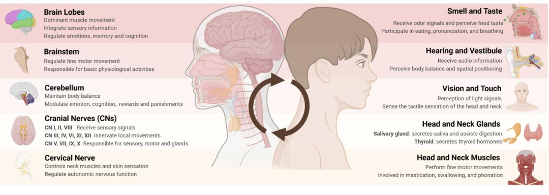 Mol Cancer:烟台毓璜顶医院宋西成团队系统总结头颈部癌症神经科学的现况与前景|肿瘤|烟台市|癌细胞|神经系统肿瘤|恶性肿瘤_新浪新闻