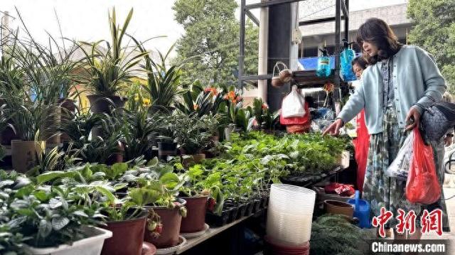 4月11日，顾客在西安朱雀花卉市场选购菜苗。杨英琦 摄