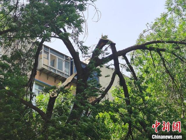 图为郑州一路段的一棵大树被大风折断树枝.中新社发 禹志超 摄