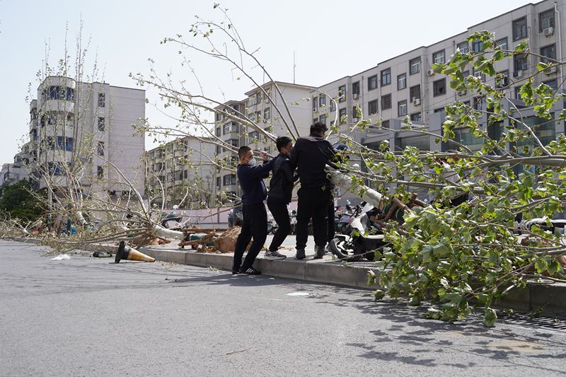 4月12日，受大风天气影响，河南郑州不少路段出现树木倾倒情况。图/IC