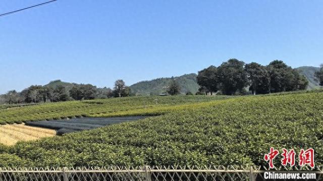 2025年4月，浙江安吉溪龙乡白茶园。胡丰盛 摄