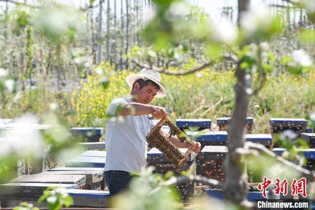 梦见蜜蜂箱和很多蜜蜂(梦见蜜蜂箱和很多蜜蜂打架)