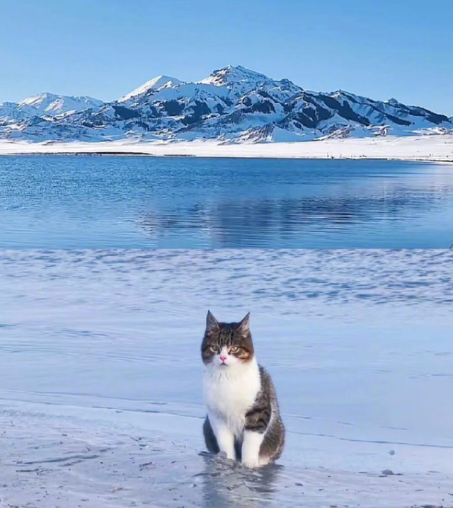 网红小猫“悟空”去世，网友：八十一难最后一难是离别