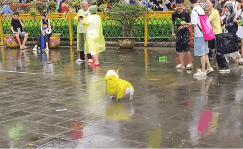 ▲图/小红书用户@华道