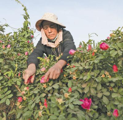 于田县融媒体中心供图玫瑰花田