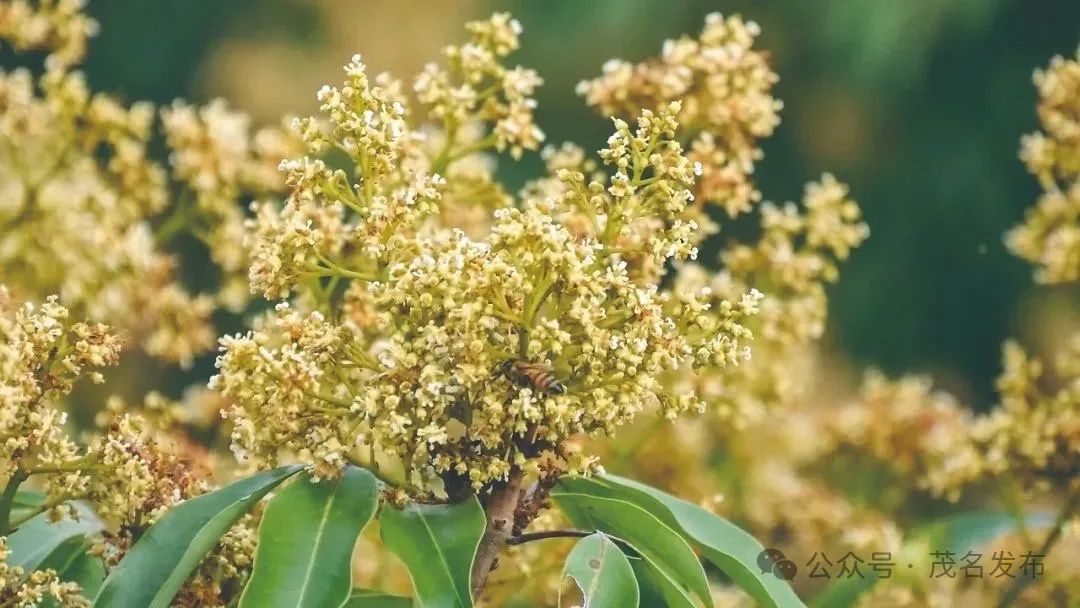小蜜蜂的营养价值和功效(学生戴小蜜蜂引争议后续) 小蜜蜂的营养价值和功效(学生戴小蜜蜂引争议后续)