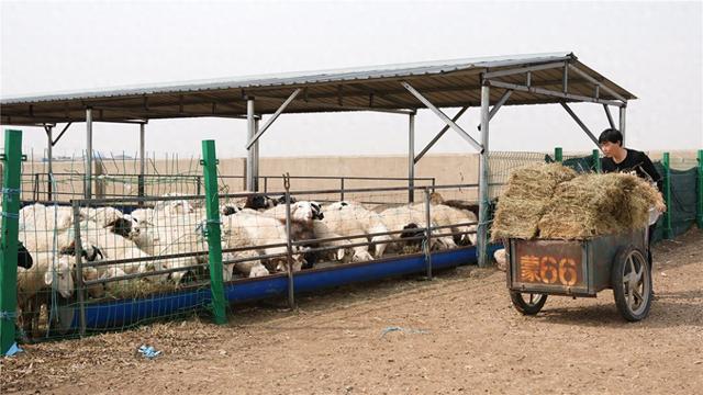 4月17日，张斯莱忙着给自家的羊群喂食。 周万东 摄