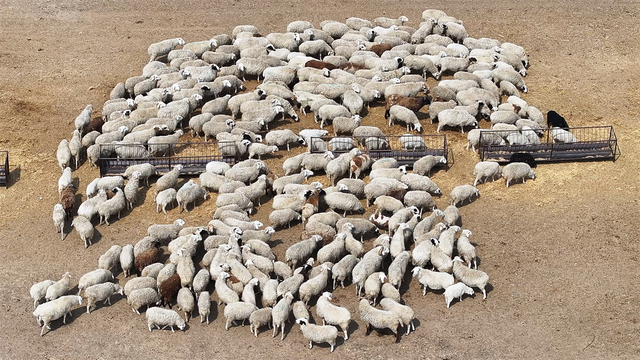 羊群在羊圈里悠闲吃草。 周万东 摄