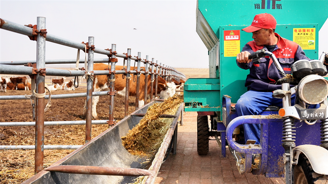 工人把调配的“营养大餐”送到牛槽里。 周万东 摄