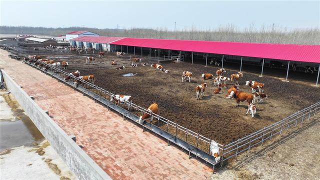 4月17日，张天仓家的牛群正在棚圈内悠闲地沐浴着阳光。 周万东 摄