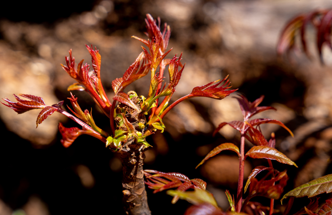 香椿也是河南人最爱吃的春季限定之一。（图/图虫创意）
