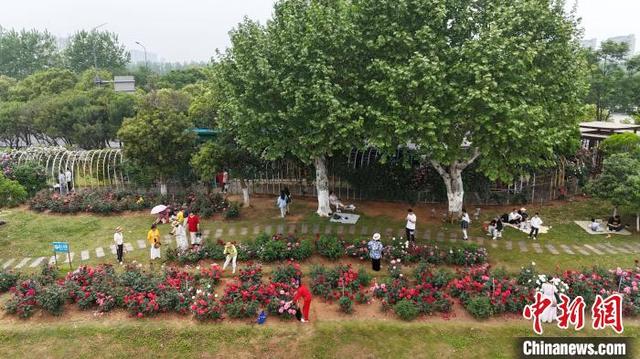 在月季园内打卡拍照的市民游客。(无人机照片) 熊锦阳 摄