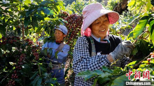 云南普洱的咖农采摘咖啡鲜果。臧灵 摄