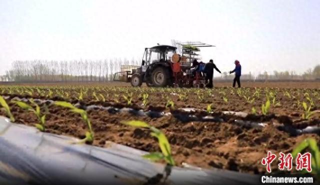 在淄博市桓台县马桥镇东圈村启润农业专业合作社，智慧农机正在作业。张运波 摄