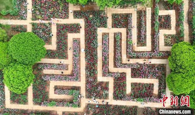 图为“月季迷宫”。 (无人机照片)熊锦阳 摄