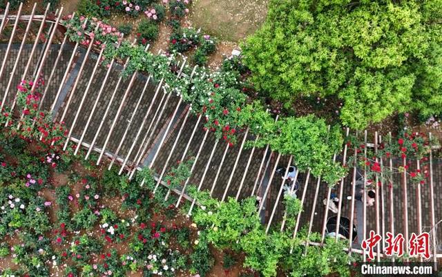 在月季园内行走的市民游客。(无人机照片) 熊锦阳 摄