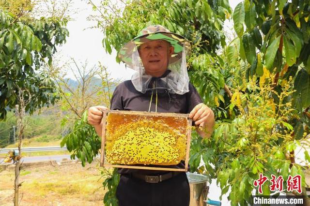 图为工人查看蜂箱的蜂蜜。张海斌 摄