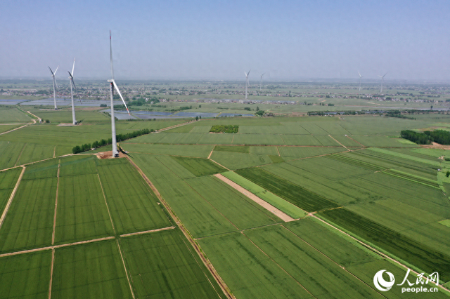 彭泽县棉船镇5万余亩小麦与风力发电机相映成景，勾勒出一幅生态画卷。人民网记者 时雨摄