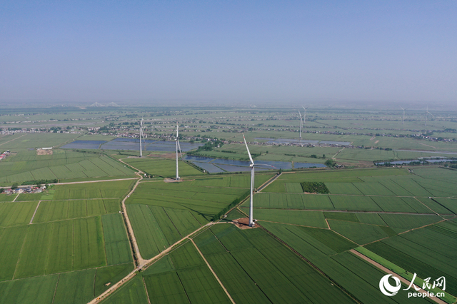 彭泽县棉船镇5万余亩小麦与风力发电机相映成景，勾勒出一幅生态画卷。人民网记者 时雨摄