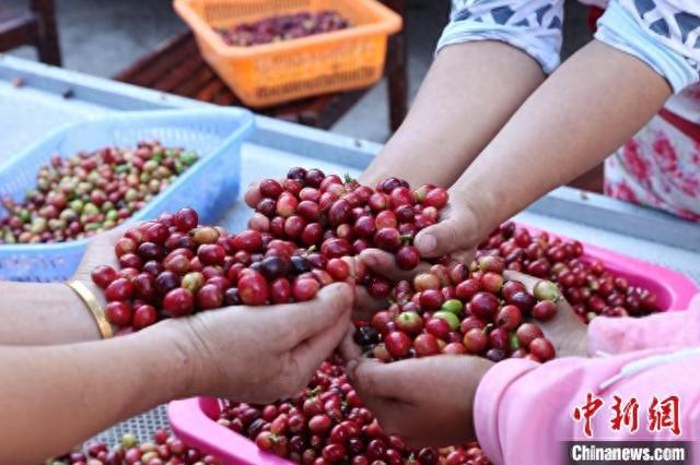 咖农采摘的咖啡鲜果。刘绍容 摄