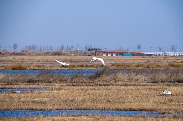 乌梁素海春日筑巢美景。杜雪蓉 摄（资料图）