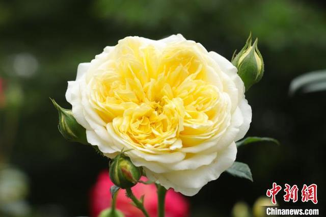 盛开的月季花。 熊锦阳 摄