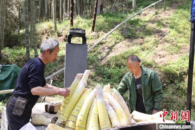 图为铜鼓县三都镇大槽村，林农正在处理竹笋。铜鼓县融媒体中心供图