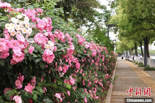 月季园外的人行道旁，满是盛开的月季花。 熊锦阳 摄