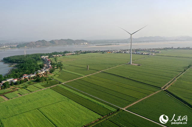 彭泽县棉船镇5万余亩小麦与风力发电机相映成景，勾勒出一幅生态画卷。人民网记者 时雨摄