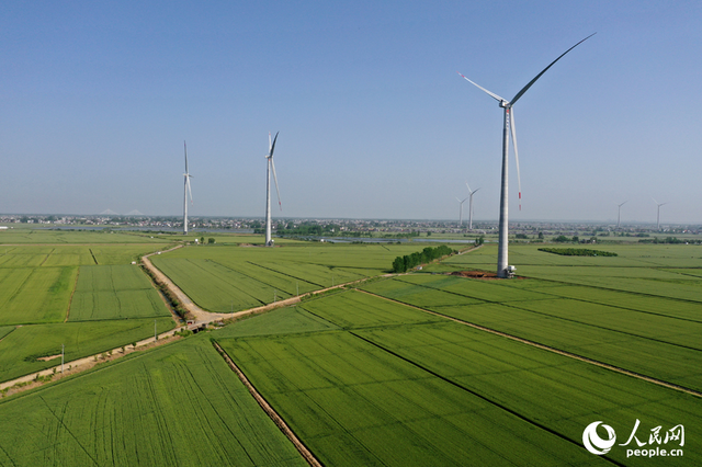 彭泽县棉船镇5万余亩小麦与风力发电机相映成景，勾勒出一幅生态画卷。人民网记者 时雨摄