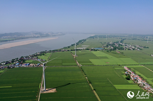 彭泽县棉船镇5万余亩小麦与风力发电机相映成景，勾勒出一幅生态画卷。人民网记者 时雨摄