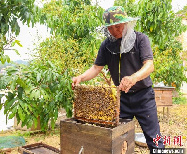 图为工人查看蜂箱的蜂蜜。张海斌 摄